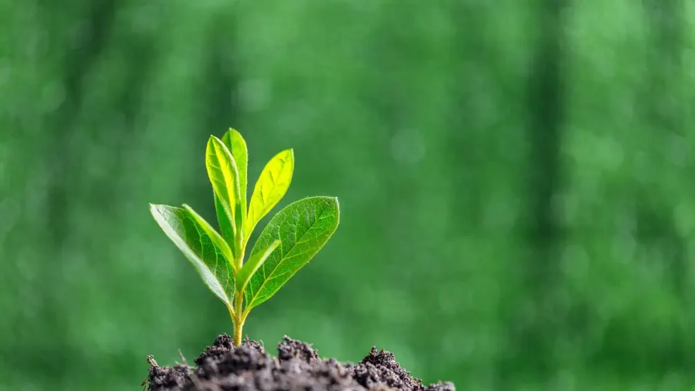 tips menjaga kebersihan lingkungan